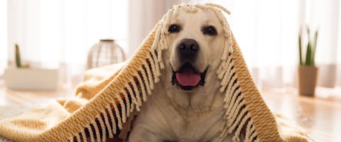 Local dog kennels deals